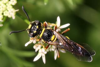 Philanthus gibbosus Philanthus gibbosus Discover Life