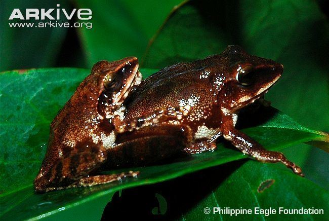 Philautus Shrub frog videos photos and facts Philautus acutirostris ARKive