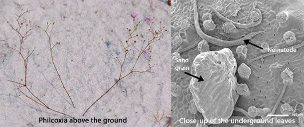 Philcoxia Flesheating plant traps worms with sticky underground leaves