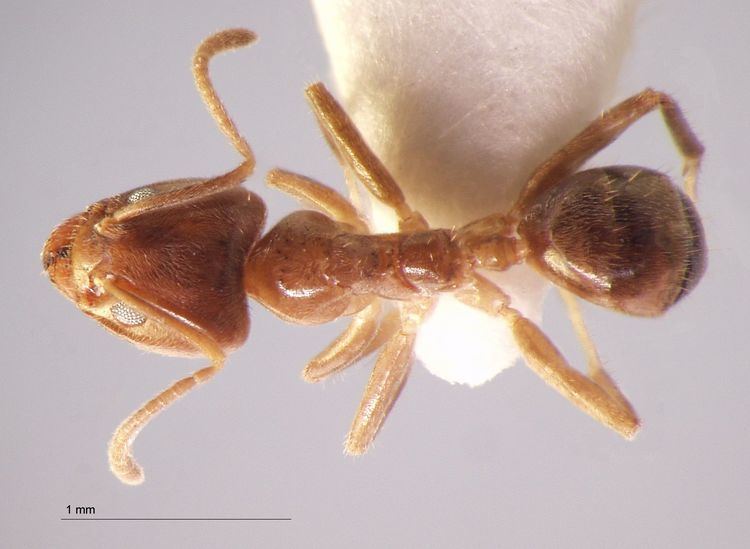 Philidris Formicidae Dolichoderinae Philidris sp 1