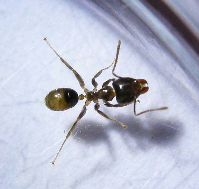 Philidris Photos and Info on Ants and Termites of Malaysia Philidris