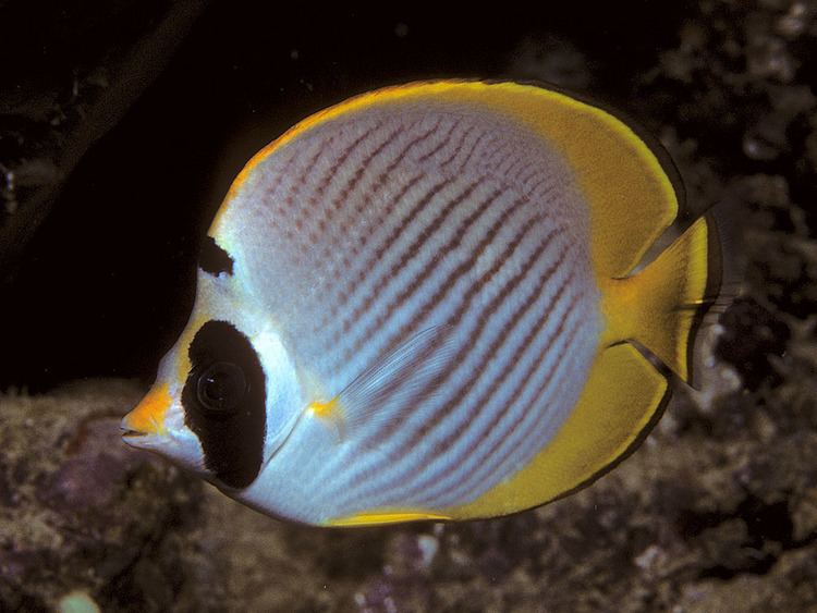 Philippine Butterflyfish - Alchetron, The Free Social Encyclopedia