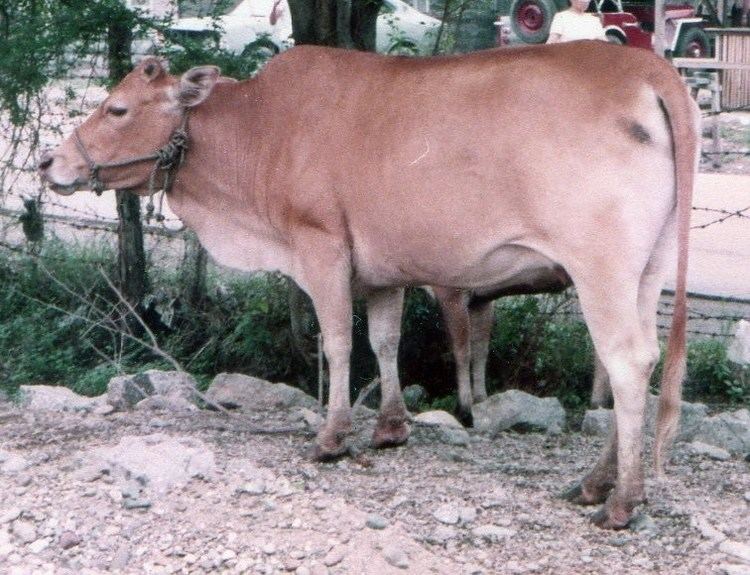 Philippine cattle httpsuploadwikimediaorgwikipediacommons66