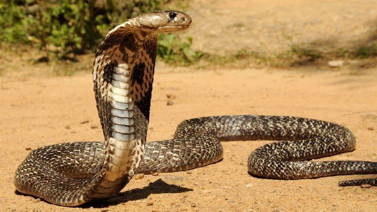 Philippine cobra The World39s Top 10 Most Dangerous Philippine Cobra Snake YouTube
