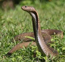 Philippine cobra httpsuploadwikimediaorgwikipediacommonsthu