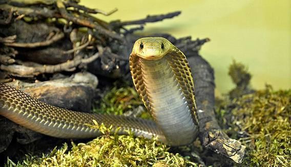 Philippine cobra Philippine Cobra Facts and Pictures Reptile Fact