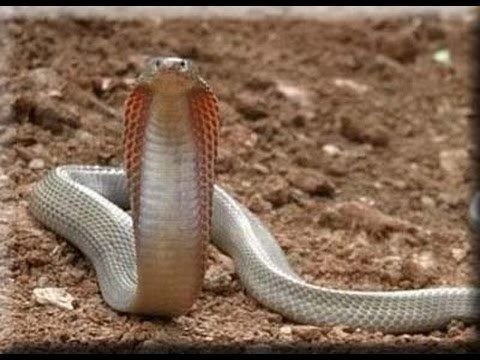 Philippine cobra Philippine Spitting Cobra Naja philippinensis YouTube