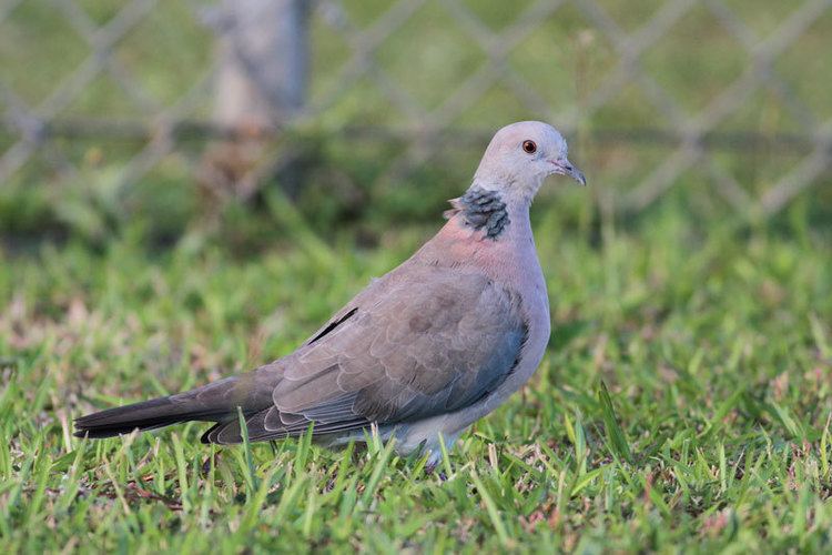 Philippine collared dove m2ipbasecomo9807934801160440182z3PnG0jf2