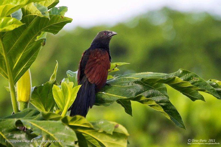Philippine coucal Bird Photos by Tirso ParisBirds My FavoritesPhilippine Coucal