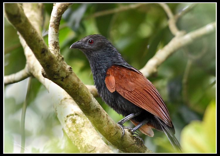 Philippine coucal Philippine Coucal Rey Sta Ana Flickr