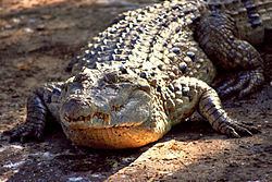 Philippine crocodile httpsuploadwikimediaorgwikipediacommonsthu