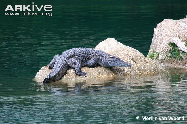 Philippine crocodile Philippine crocodile videos photos and facts Crocodylus