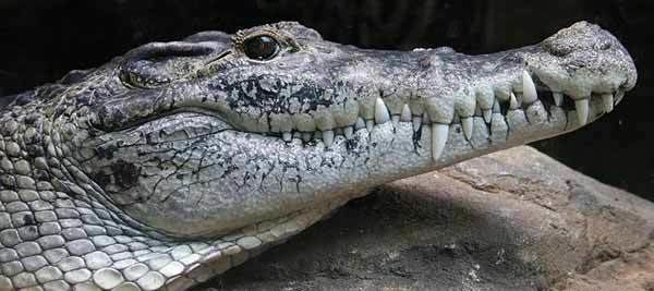 Philippine crocodile Crocodiles of New Guinea crocodiles of the Philippines crocodiles