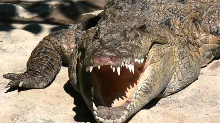 Philippine crocodile Philippine Crocodile Declared Largest in Captivity YouTube