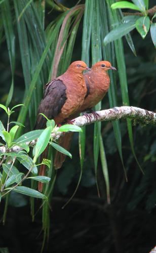 Philippine cuckoo-dove wwwhbwcomsitesdefaultfilesstylesibc1kpubl