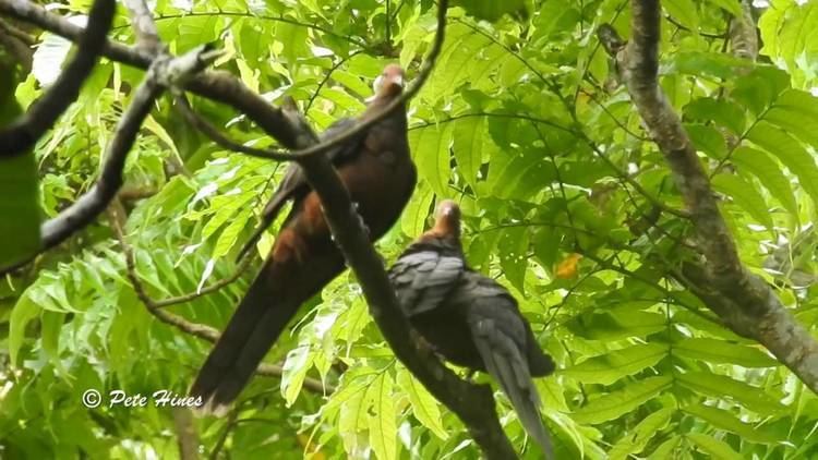 Philippine cuckoo-dove Philippine Cuckoodove Macropygia tenuirostris phaea YouTube