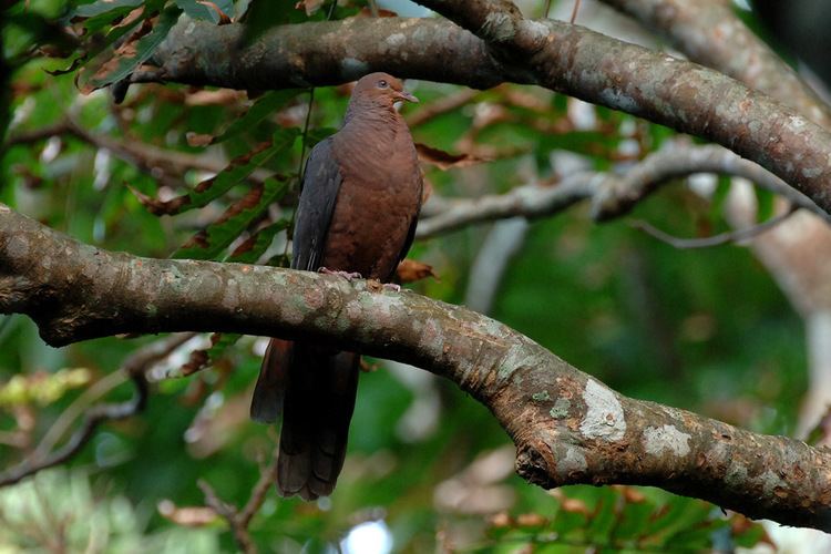 Philippine cuckoo-dove Genus Macropygia Philippine Cuckoo dove