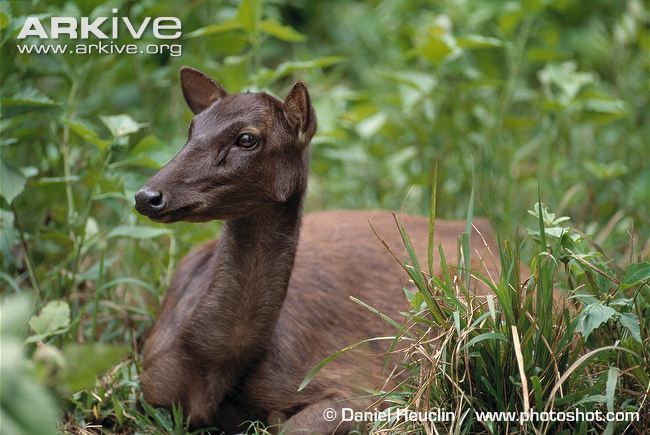 Philippine deer Philippine brown deer videos photos and facts Rusa marianna ARKive