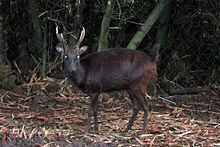 Philippine deer httpsuploadwikimediaorgwikipediacommonsthu