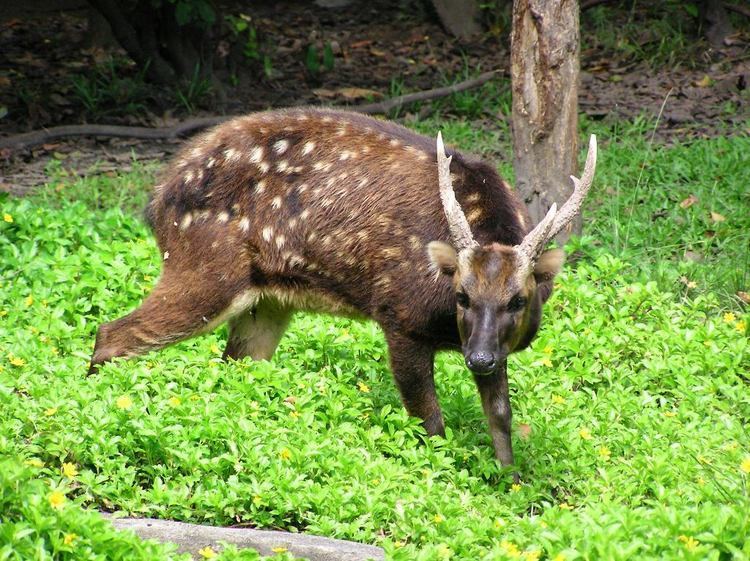Philippine deer Stiftung Artenschutz Philippine Spotted Deer