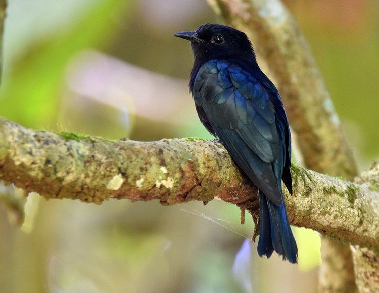 Philippine drongo-cuckoo httpsc1staticflickrcom2162623891313513a0f