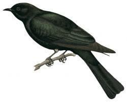 Philippine drongo-cuckoo Philippine Drongocuckoo Surniculus velutinus HBW Alive