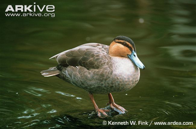 Philippine duck Philippine duck videos photos and facts Anas luzonica ARKive