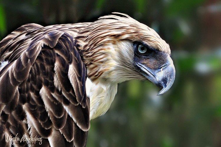 Philippine eagle Alchetron, The Free Social Encyclopedia