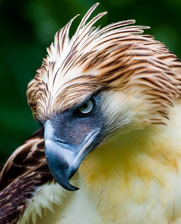 Philippine eagle - Alchetron, The Free Social Encyclopedia