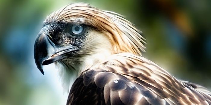 Philippine eagle Philippine Eagle Our Endangered World