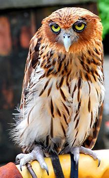 Philippine eagle-owl httpsuploadwikimediaorgwikipediacommonsthu