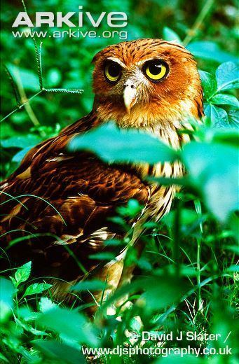 Philippine eagle-owl Philippine eagleowl videos photos and facts Bubo philippensis