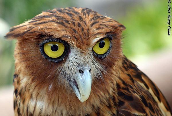Philippine eagle-owl Oriental Bird Club Image Database Philippine Eagle Owl Bubo