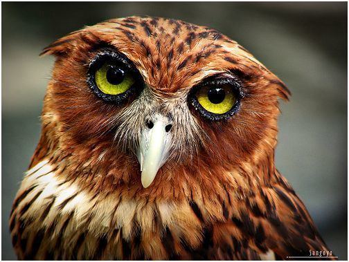 Philippine eagle-owl Philippine Eagleowl Bubo philippensis