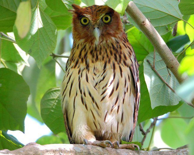 Philippine eagle-owl Oriental Bird Club Image Database Philippine Eagle Owl Bubo