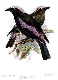 Philippine fairy-bluebird httpsuploadwikimediaorgwikipediacommonsthu
