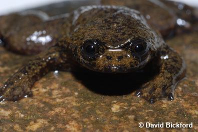 Philippine flat-headed frog EDGE Blog EDGE species is only known lungless frog