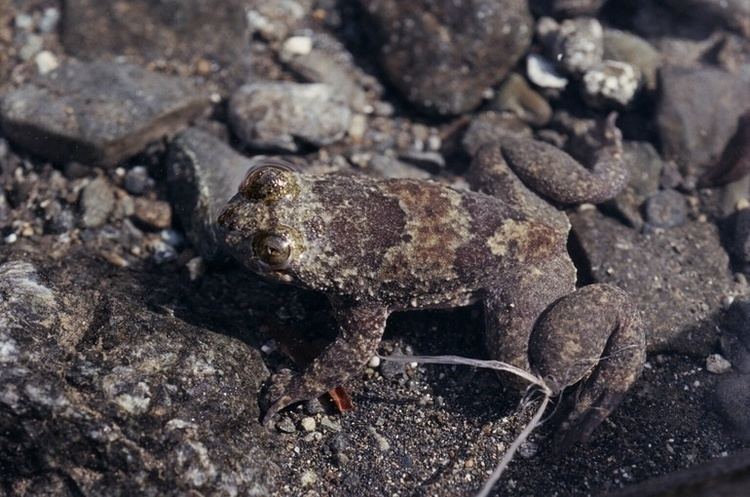 Philippine flat-headed frog Philippine flatheaded frog Wikipedia