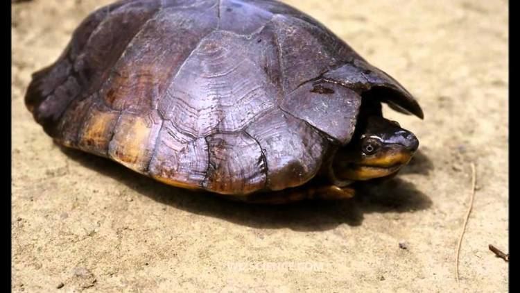 Philippine forest turtle Philippine forest turtle Video Learning WizSciencecom YouTube
