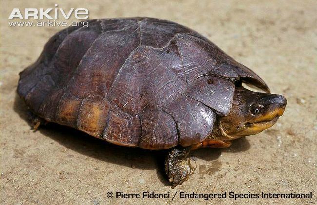 Philippine forest turtle Philippine pond turtle videos photos and facts Siebenrockiella