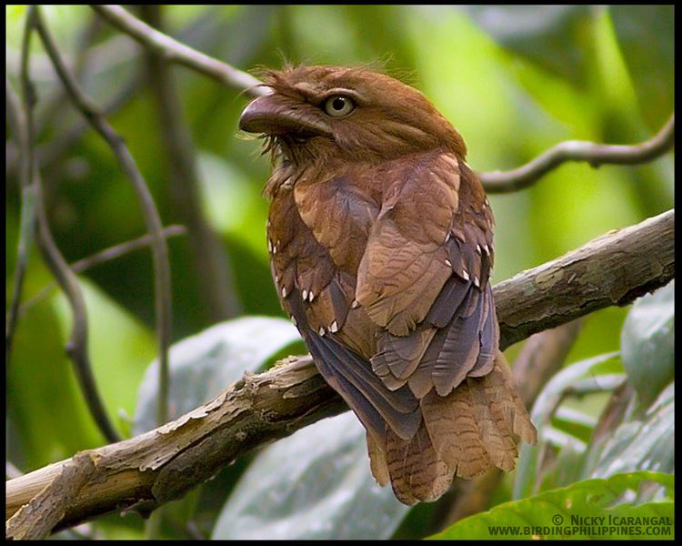 Philippine frogmouth Philippine Frogmouth Birding Adventure Philippines Guided