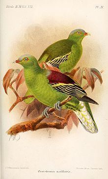 Philippine green pigeon httpsuploadwikimediaorgwikipediacommonsthu