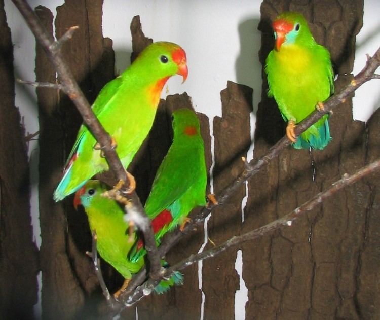 Hanging parrot - Wikipedia