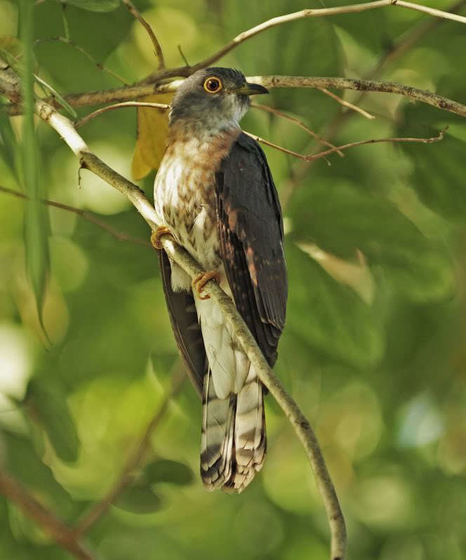 Philippine hawk-cuckoo Cuculus pectoralis Philippine Bird Photography Forum