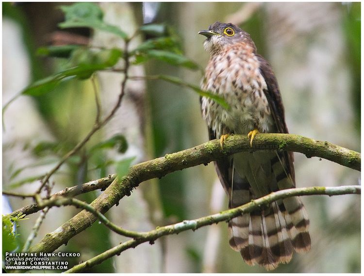 Philippine hawk-cuckoo Philippine HawkCuckoo mobbed by a Blacknaped Monarch