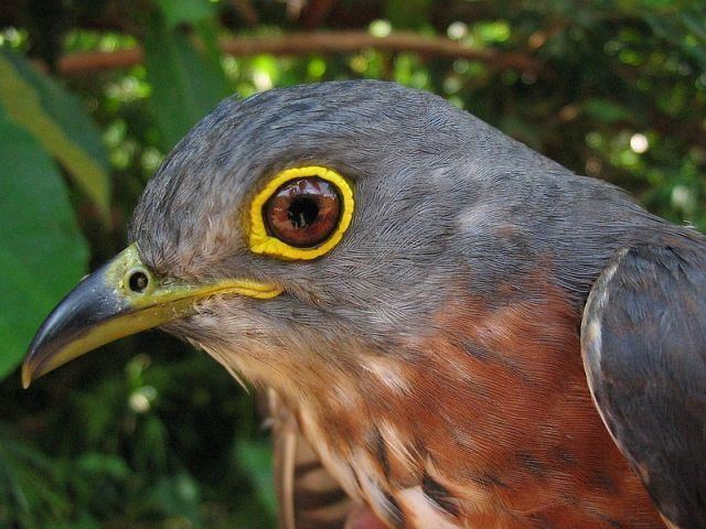 Philippine hawk-cuckoo Oriental Bird Club Image Database Philippine Hawk Cuckoo