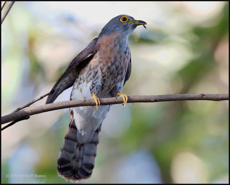 Philippine hawk-cuckoo httpsphotossmugmugcomBirdsofthePhilippine