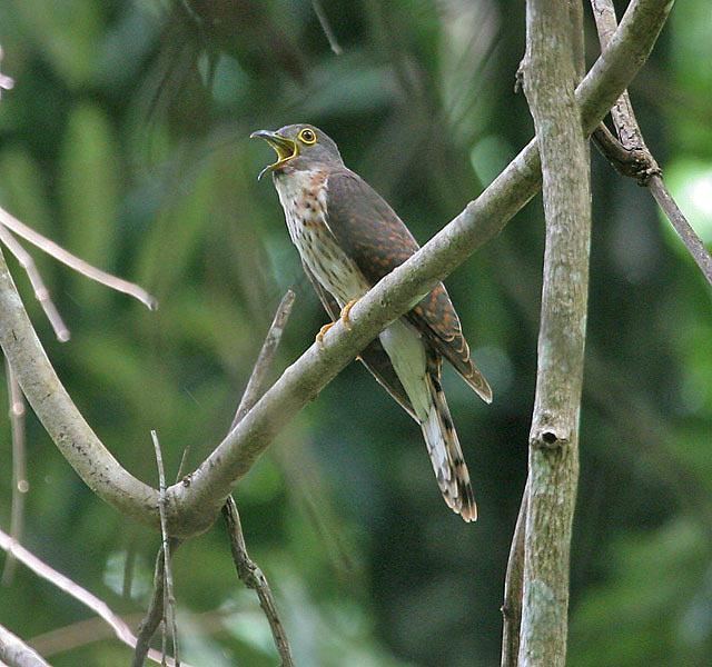 Philippine hawk-cuckoo Philippine Hawkcuckoo Hierococcyx pectoralis videos photos and