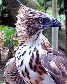 Philippine hawk-eagle httpsuploadwikimediaorgwikipediacommonsthu