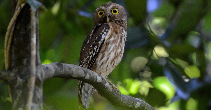 Philippine hawk-owl Philippine Hawk Owl Ninox philippensis Information Pictures